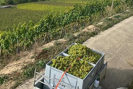 Weinfest am Rhein Korbus